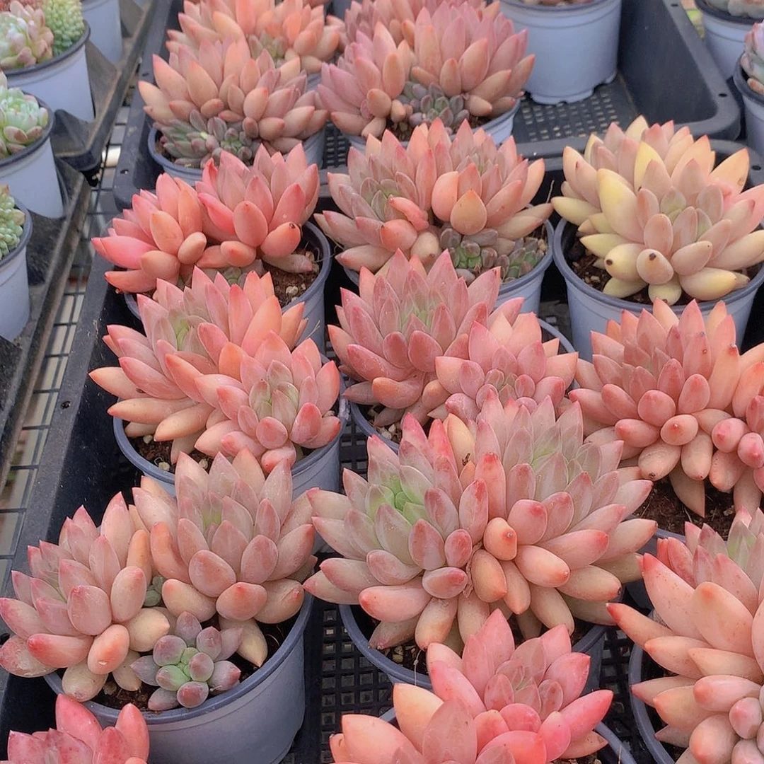 双头水晶球4567899900