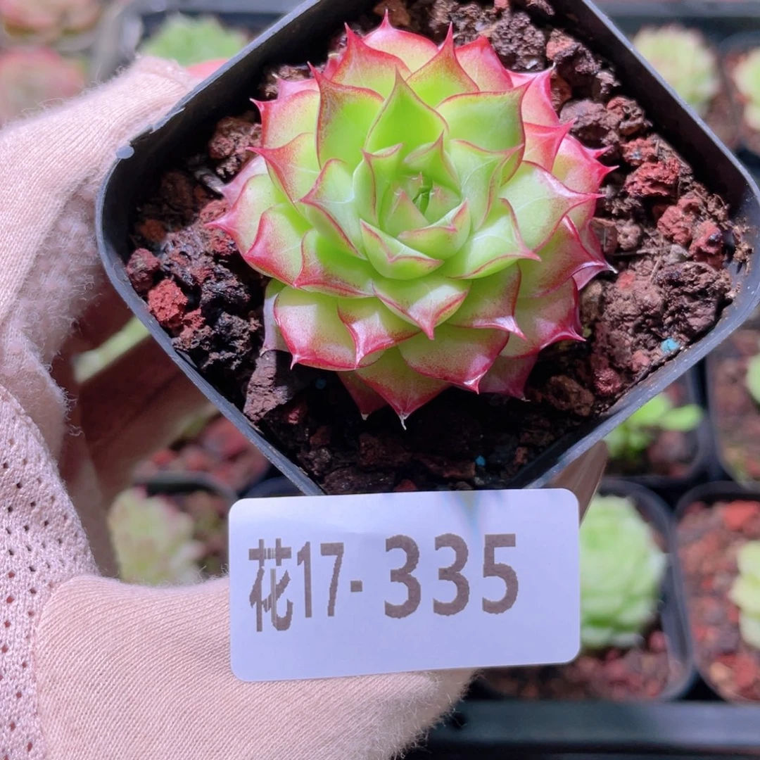 花利美17-335女王玫瑰