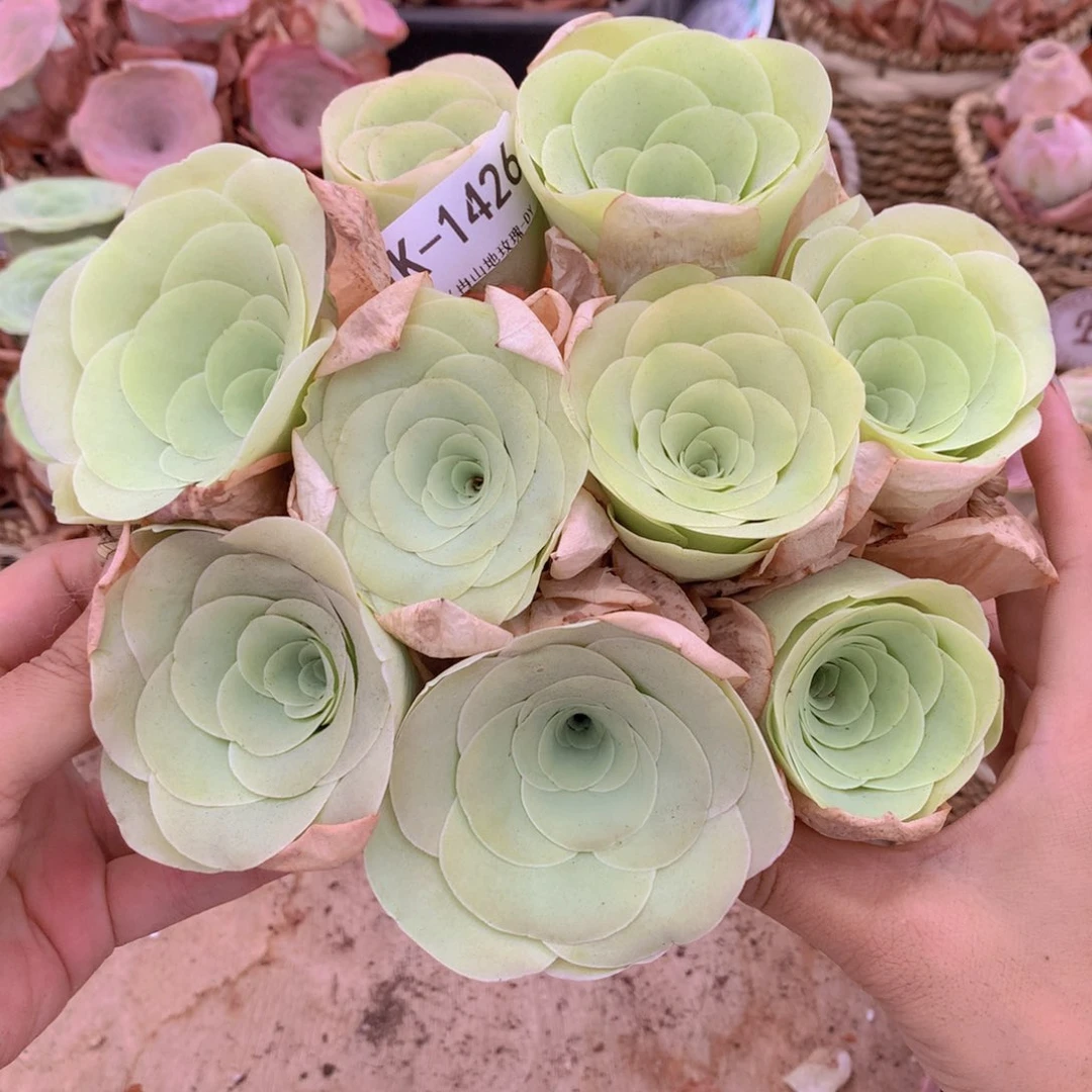 9颗1426大单头黄玫瑰