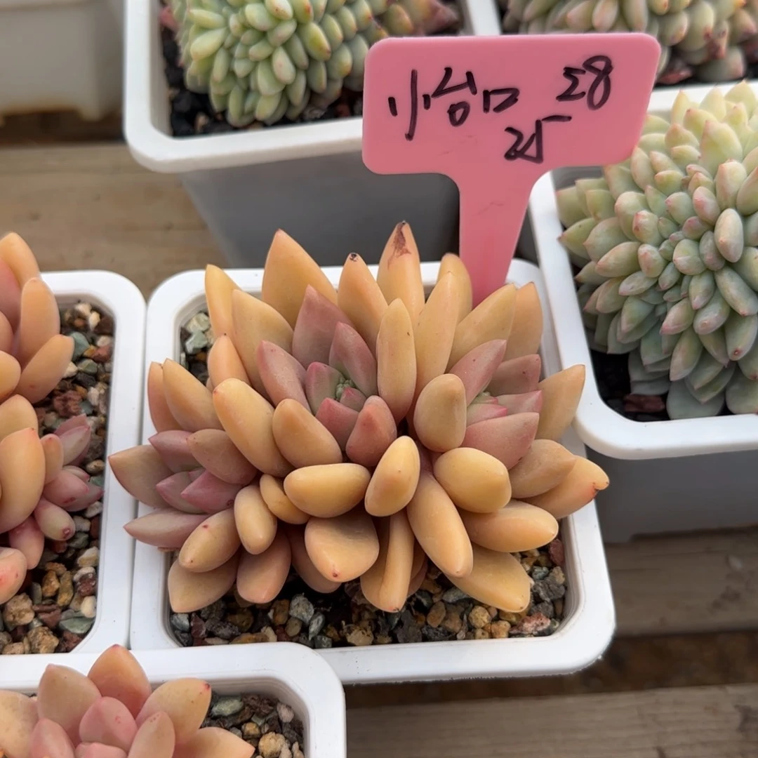 桃花源群老桩五十