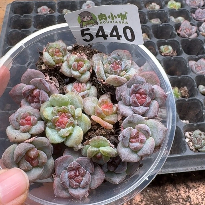 +***～多肉植物多肉植物