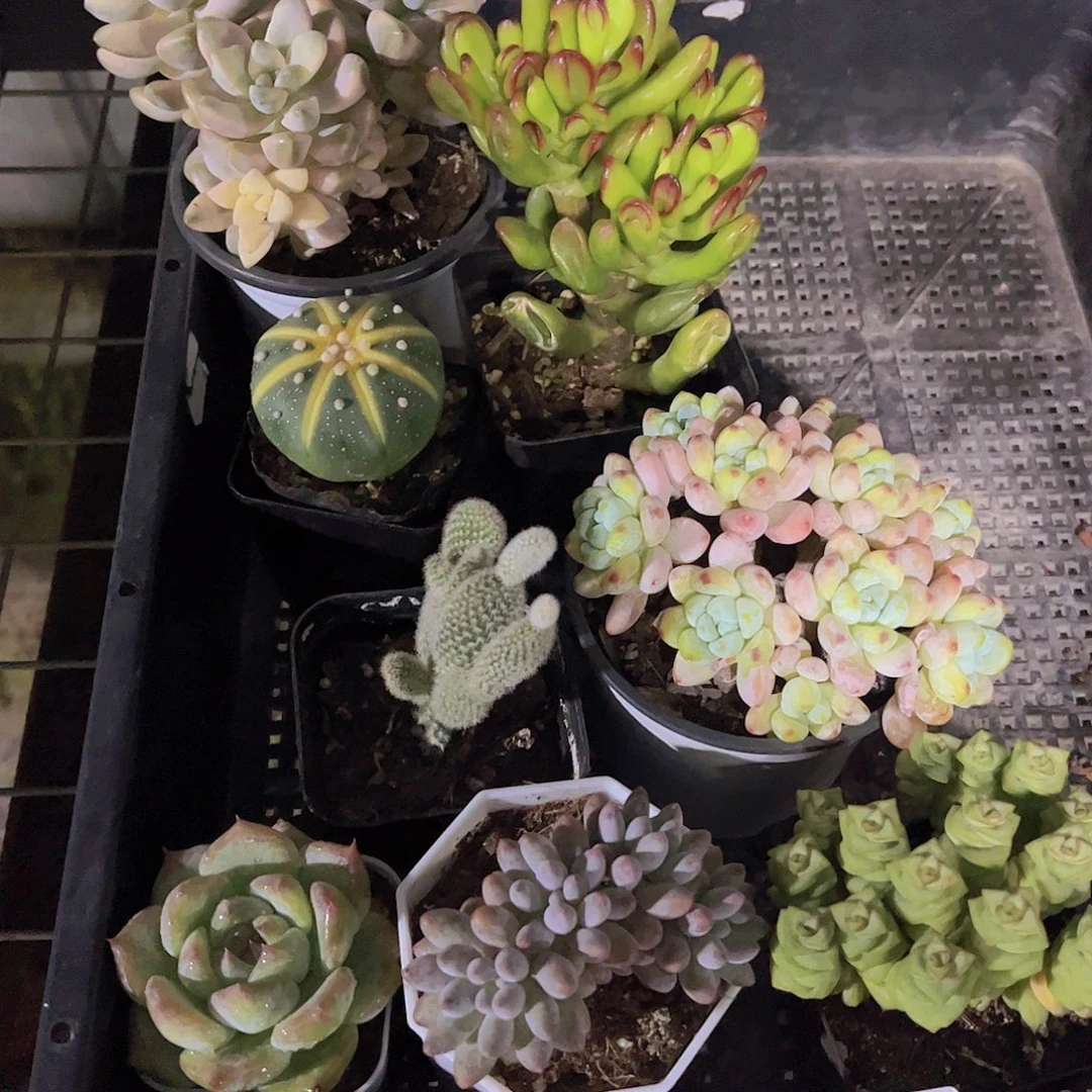 多肉657多肉植物，
