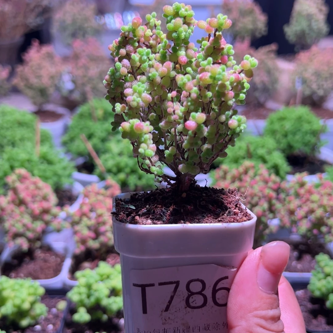 786蜜橘带盆土发货一物一拍
