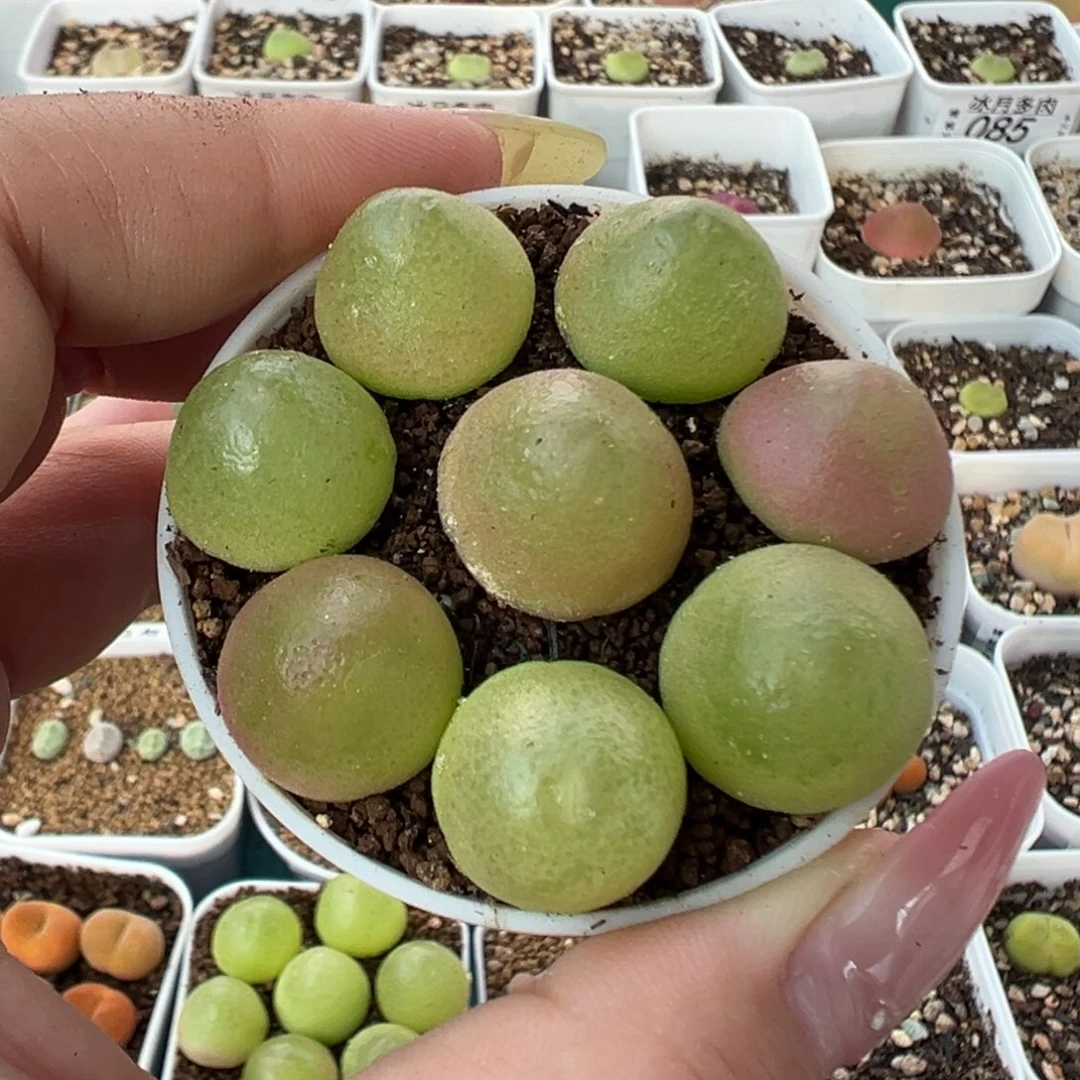 087灯泡裸根发货8颗
