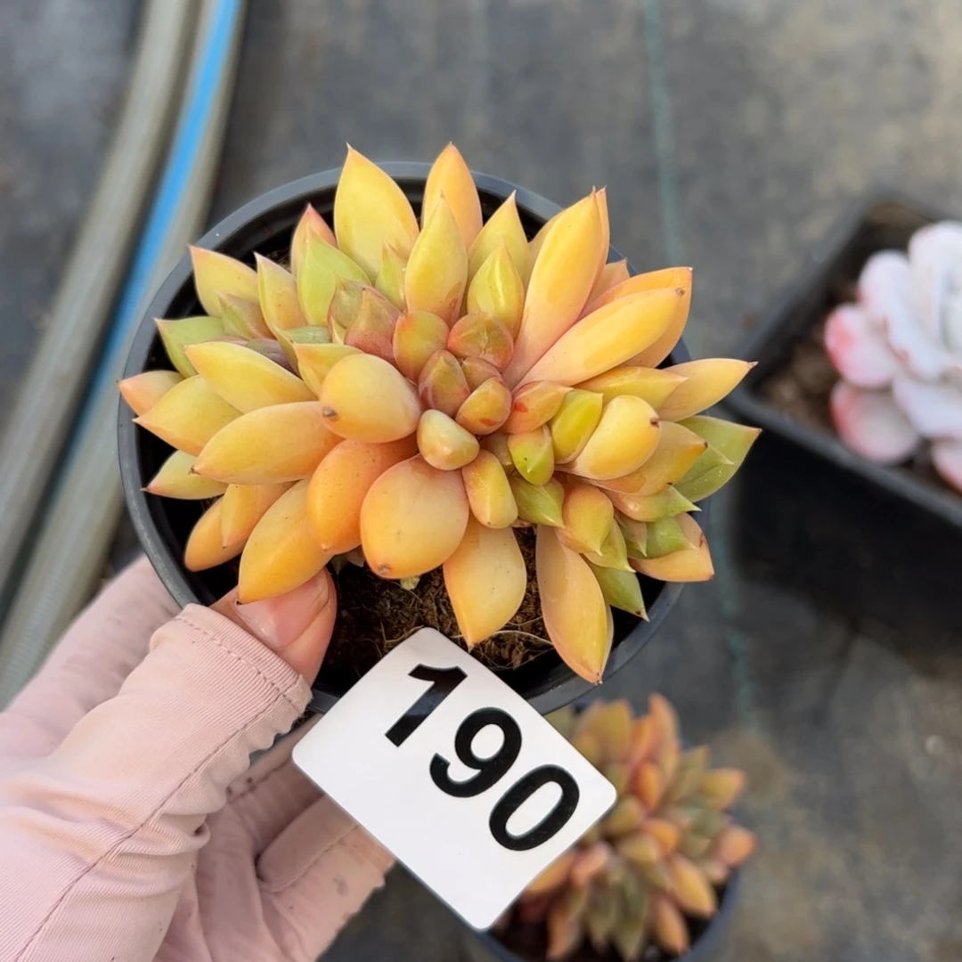 露****190 多肉植物组合盆栽