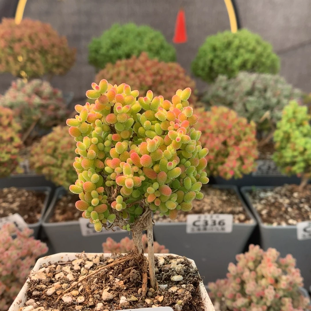 c344金桔糖球枝干番杏