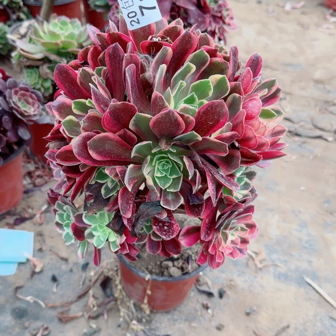 金丝多肉710满20包邮断枝不包瑕疵