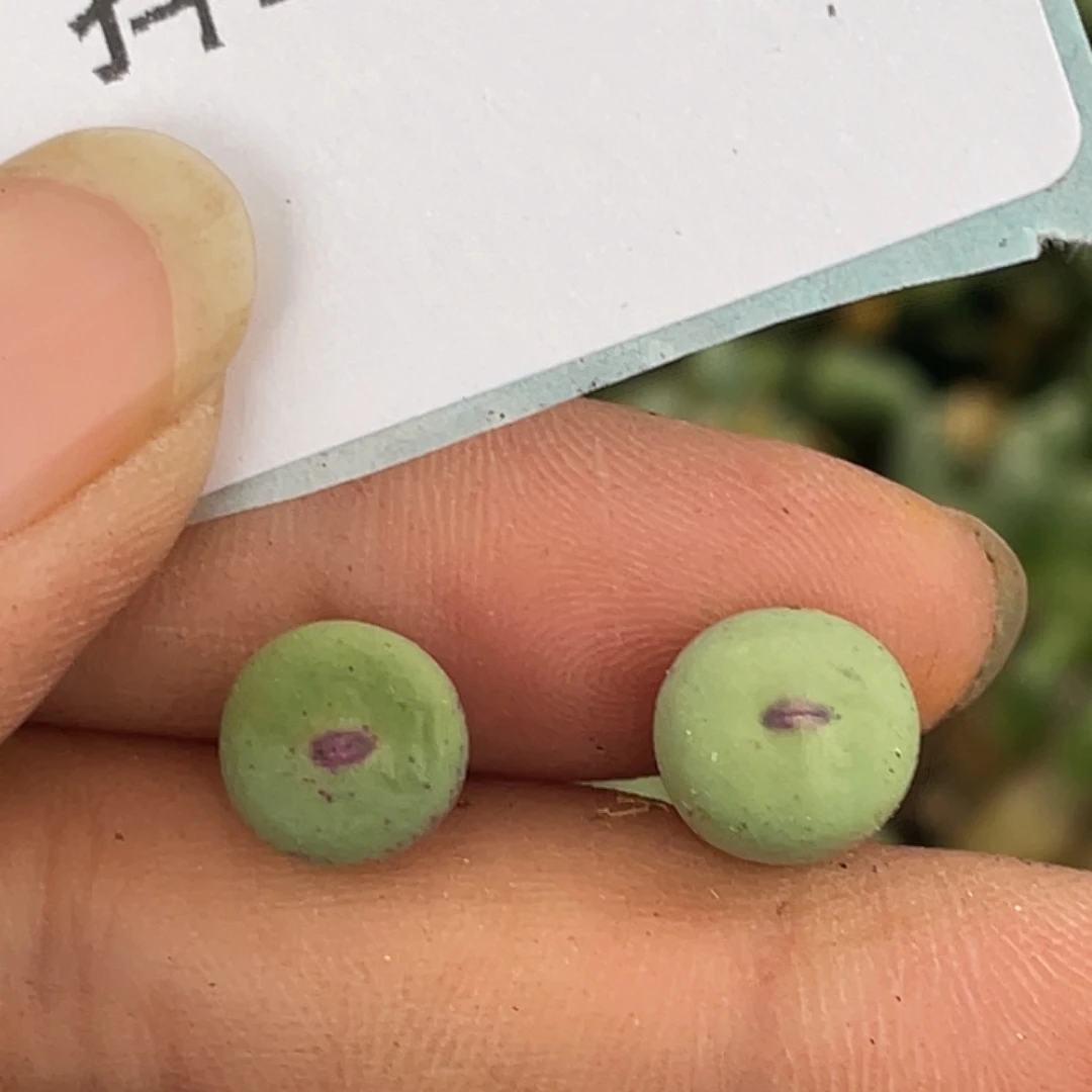 16-101嘴多肉植物肉锥