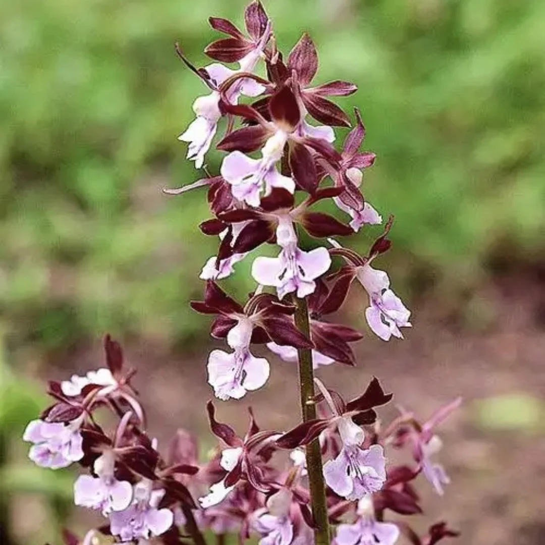 云南虾脊兰盆景绿植