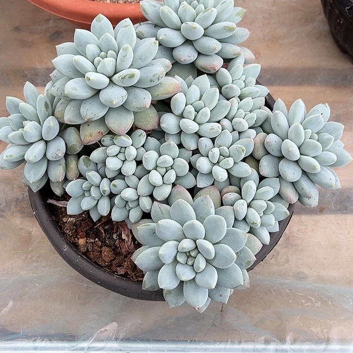 ****豆多肉植物一物一拍