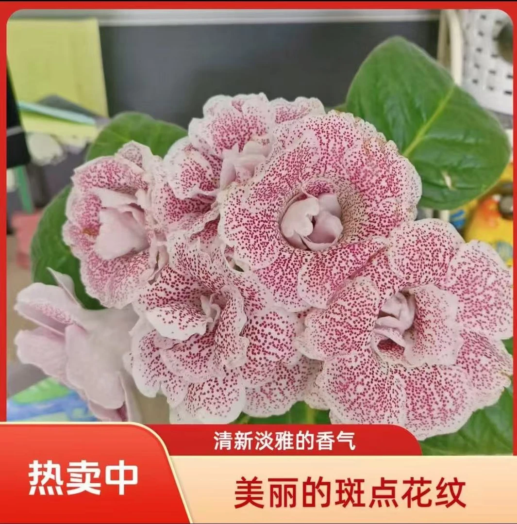 大岩桐麻点【相信主播 不挑不选 】栽活懒人花卉美观带花苞易活。