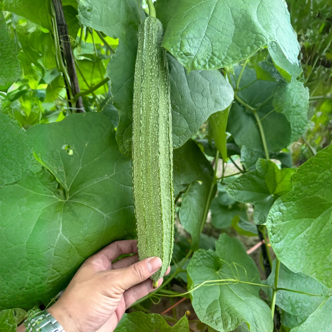耐热早熟春植大花点丝瓜种子籽抗病瓜顺直杂交节节有瓜菜大田种植