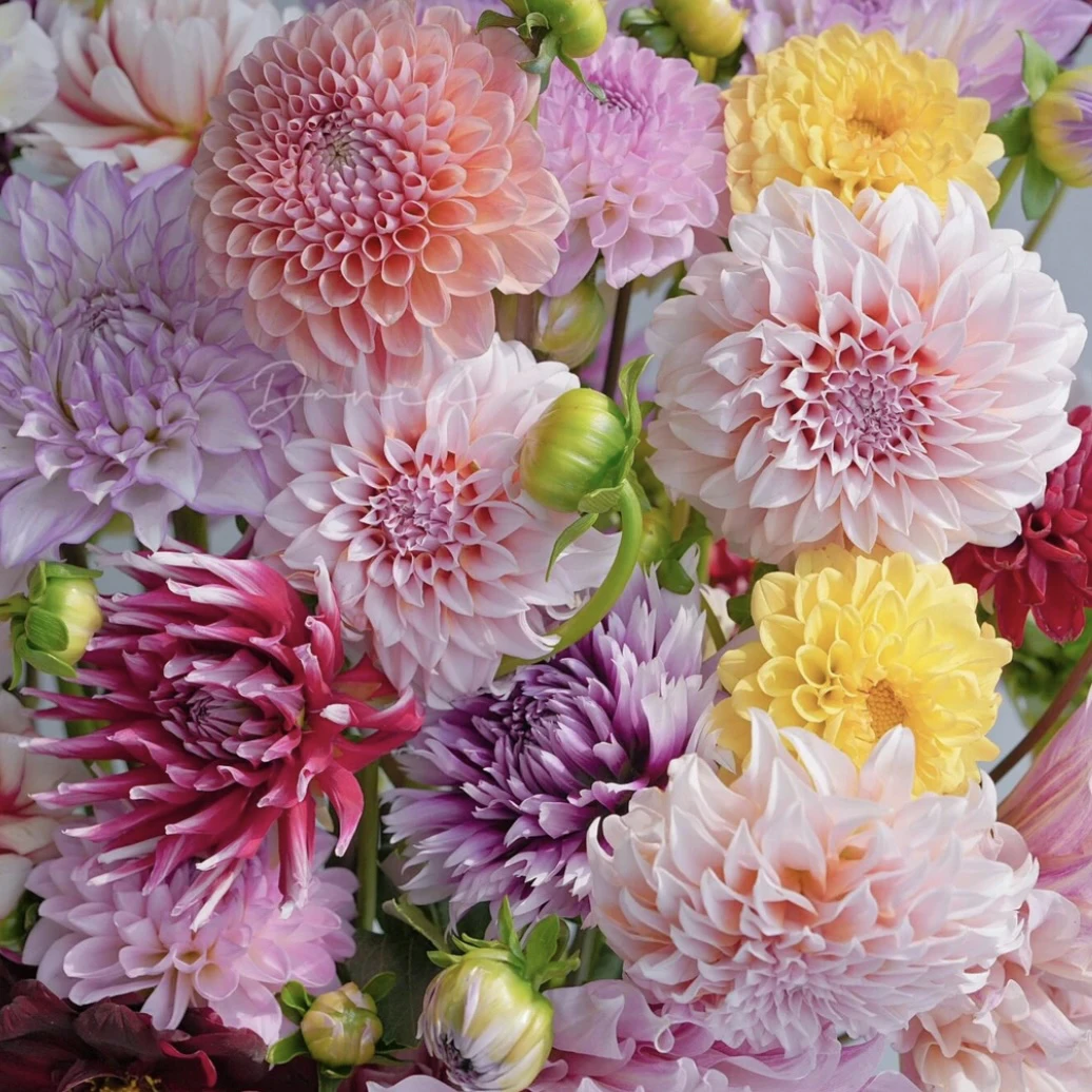 大丽花盆栽 好养