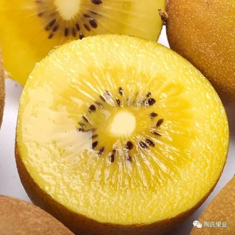 新西兰佳沛金果22号