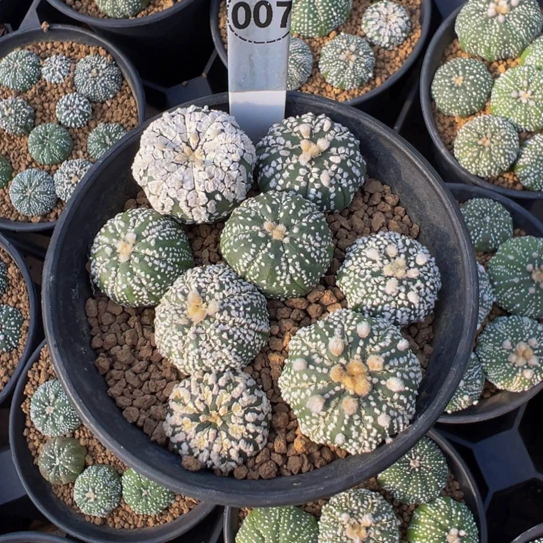 阿***芳007实生根一盆兜多肉植物带盆土