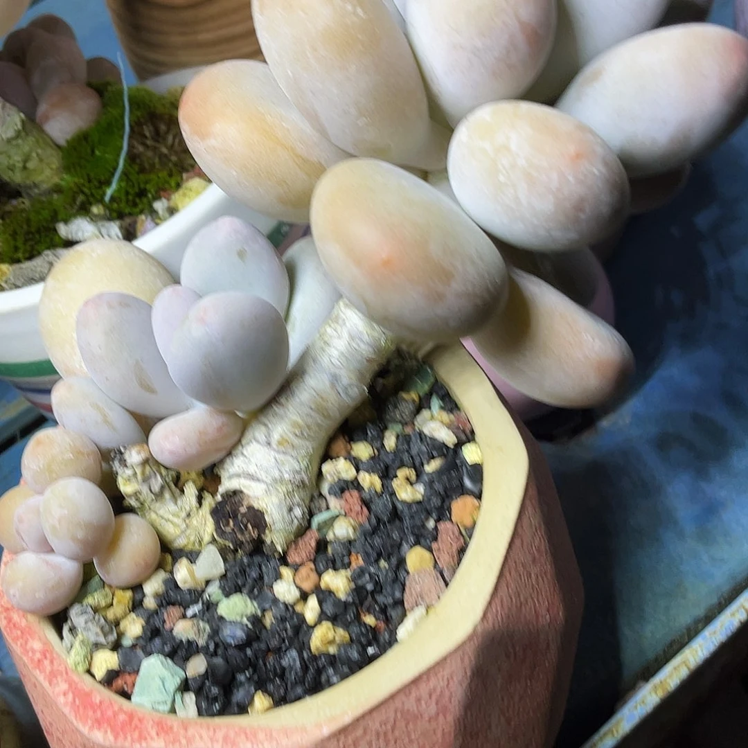 用***7多肉植物的生长发育和生长