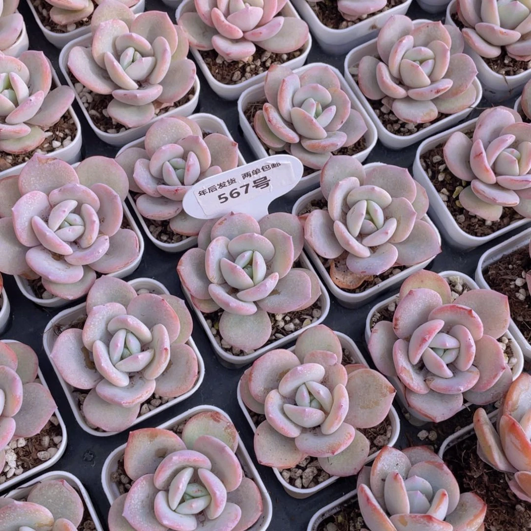 567号新年福利韩货奶茶单头一个