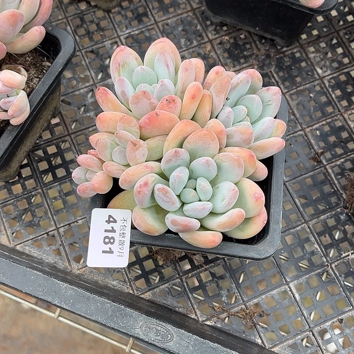 阿雅园艺。   4181香水