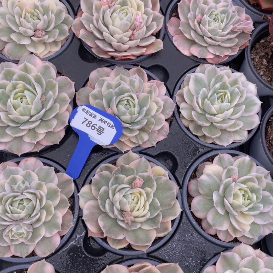 786号昂斯诺锦母本大单头一个