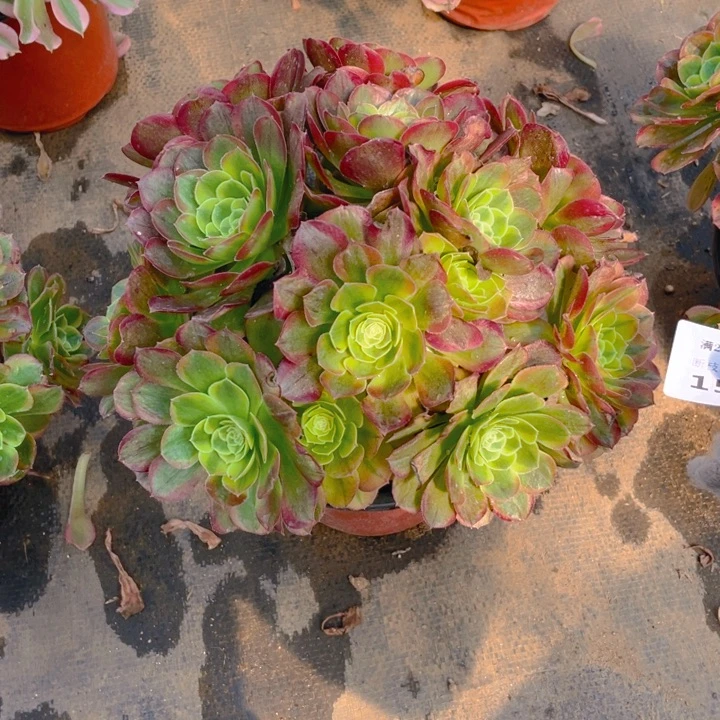 158奶白法师多肉断枝不售后