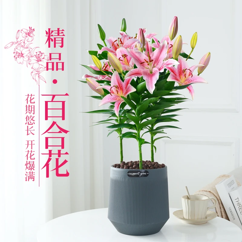 香水百合花盆栽苗带花苞水培室内客厅办公室阳台四季好养植物花卉