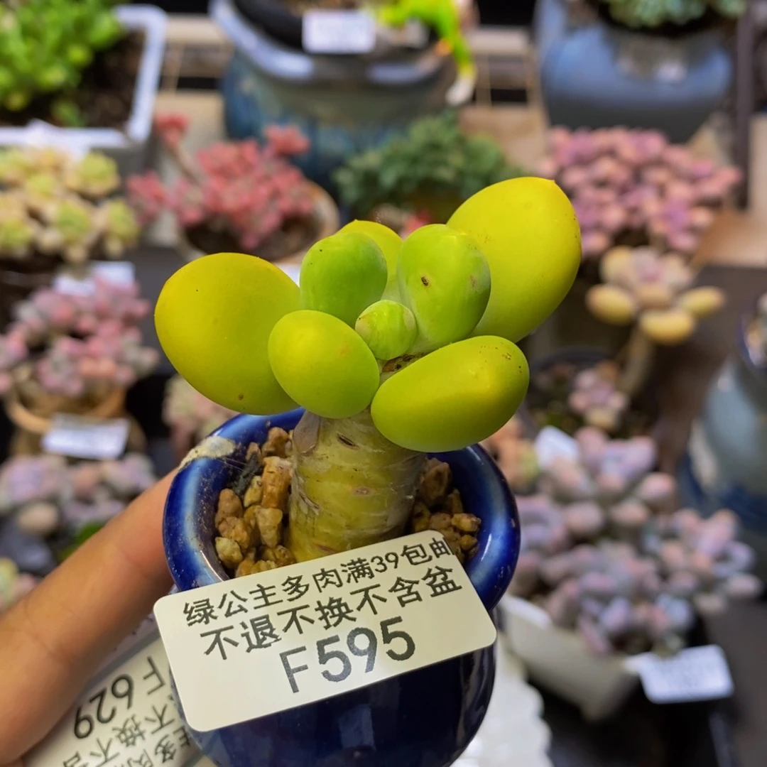 595金蟾芒果奶多肉4cm