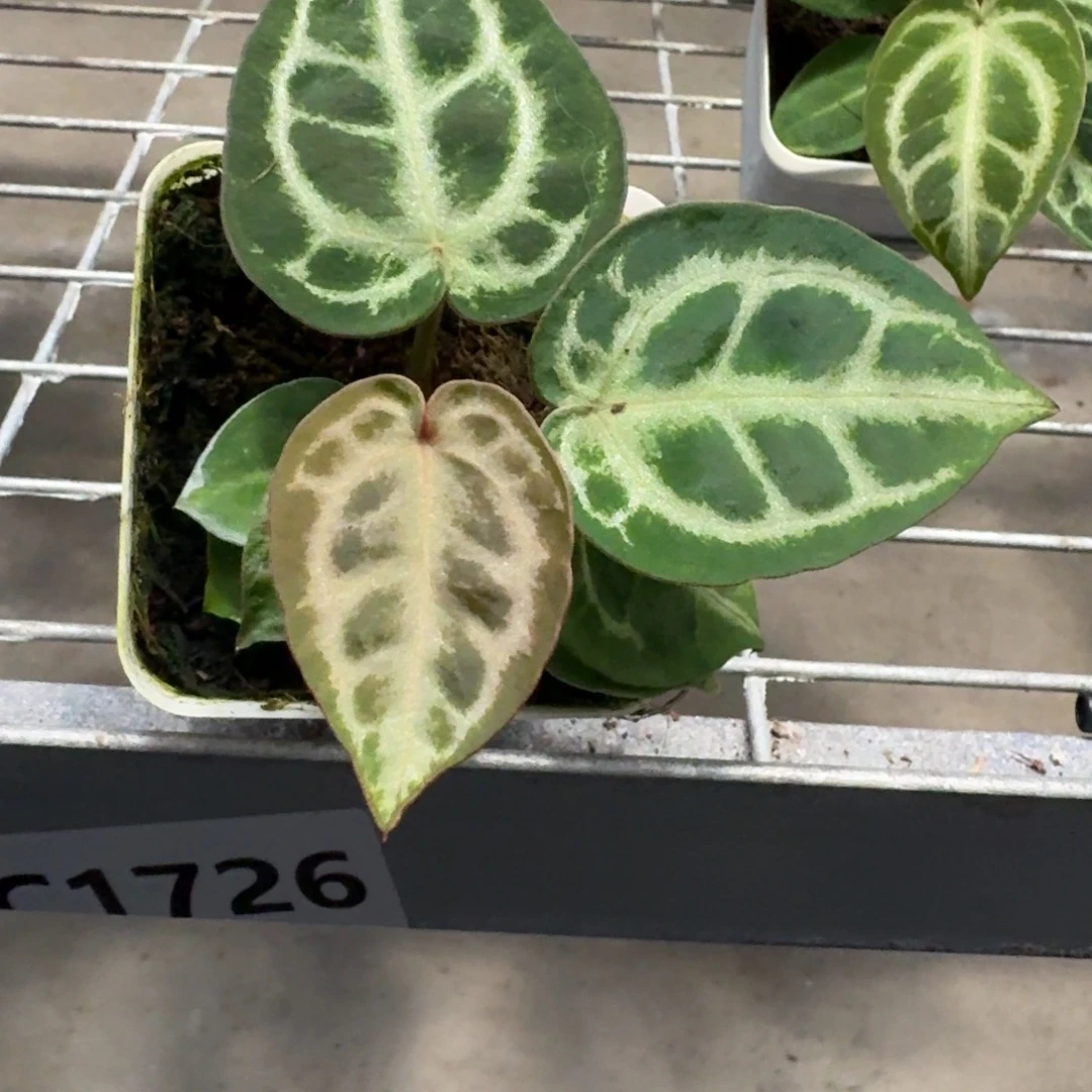 不开花植物双头 优选籽播 尝鲜价