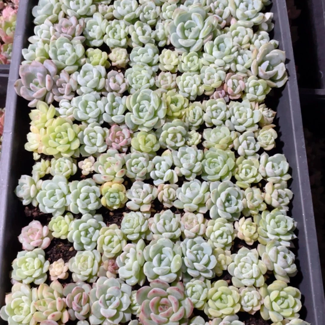 云慢子播切割一盘572