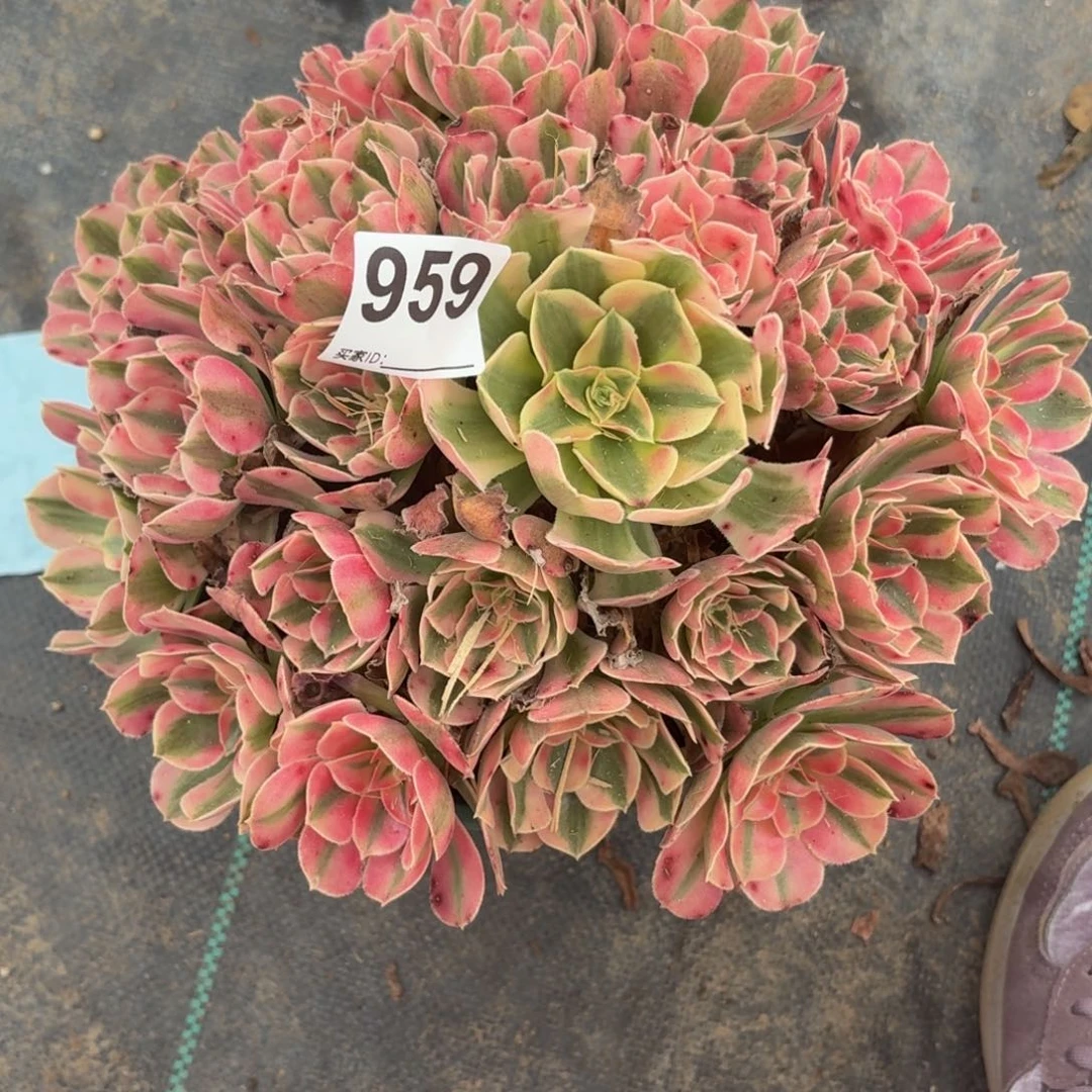 959粉女巫多肉植物
