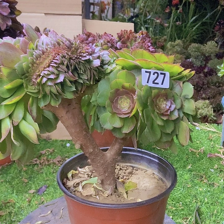 727万缀老板子法师