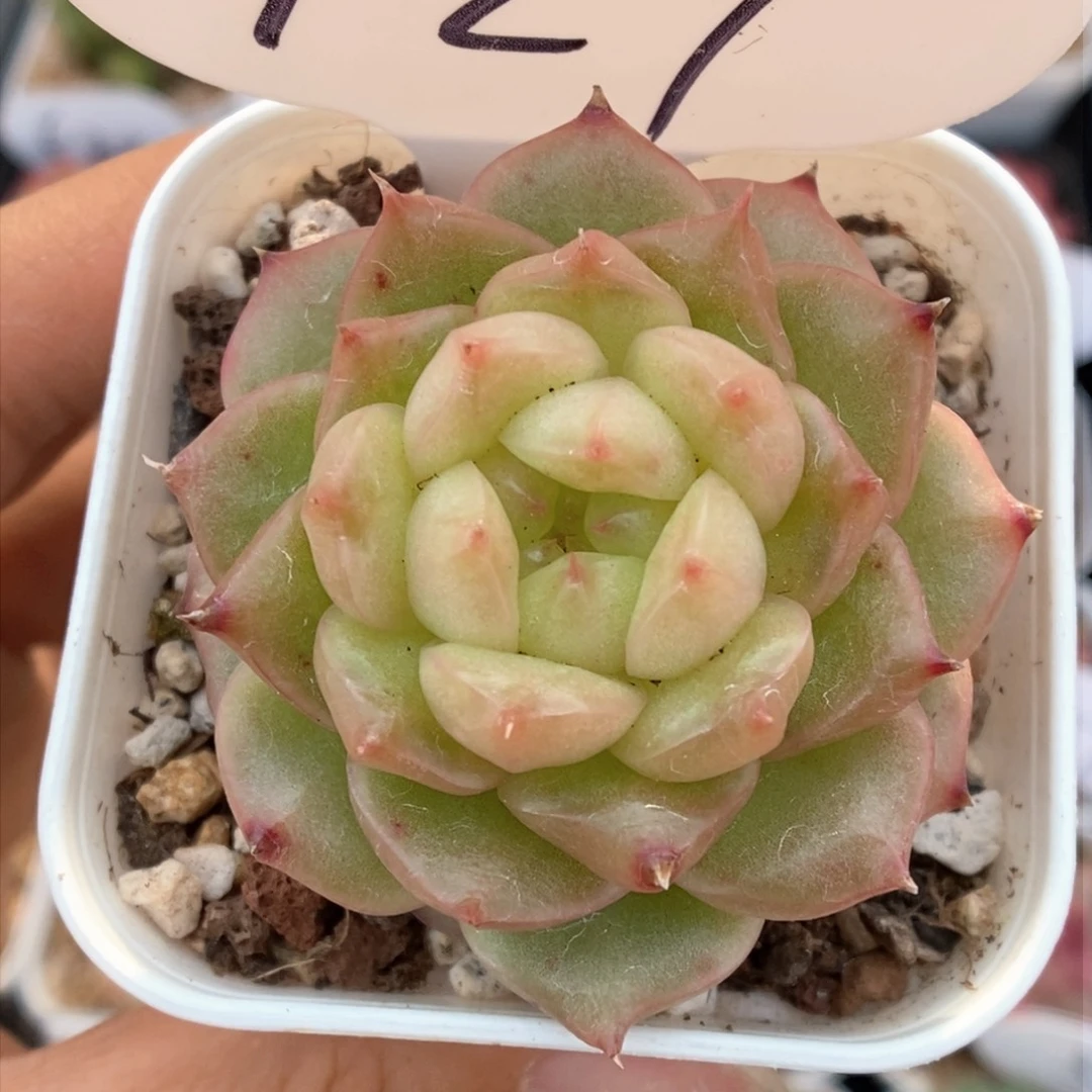 灯泡珍妮可拍927号。