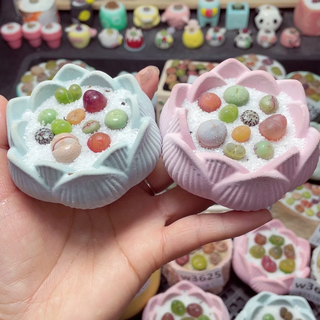 w3629 带盆土发货-零下地区拍保温箱