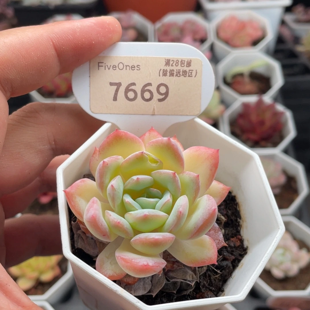 莎莎女王7669-5厘米