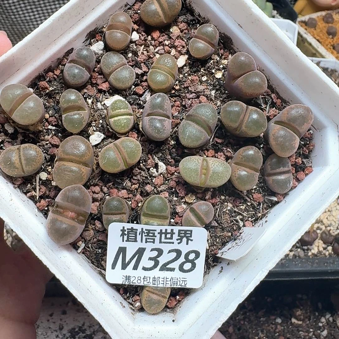 多肉植物的润泽的
