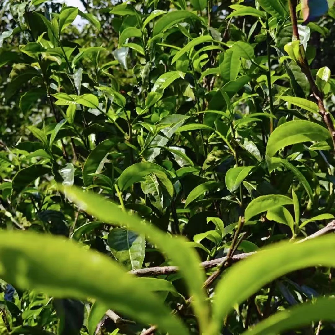 【茶叶节•活动】 邦旭村茶农的茶