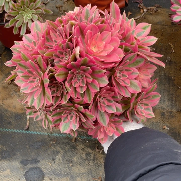 760分女有砍法师多肉断枝不售后