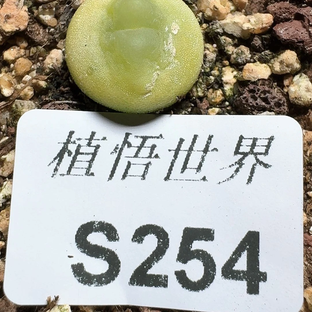254盒多肉植物哇c g