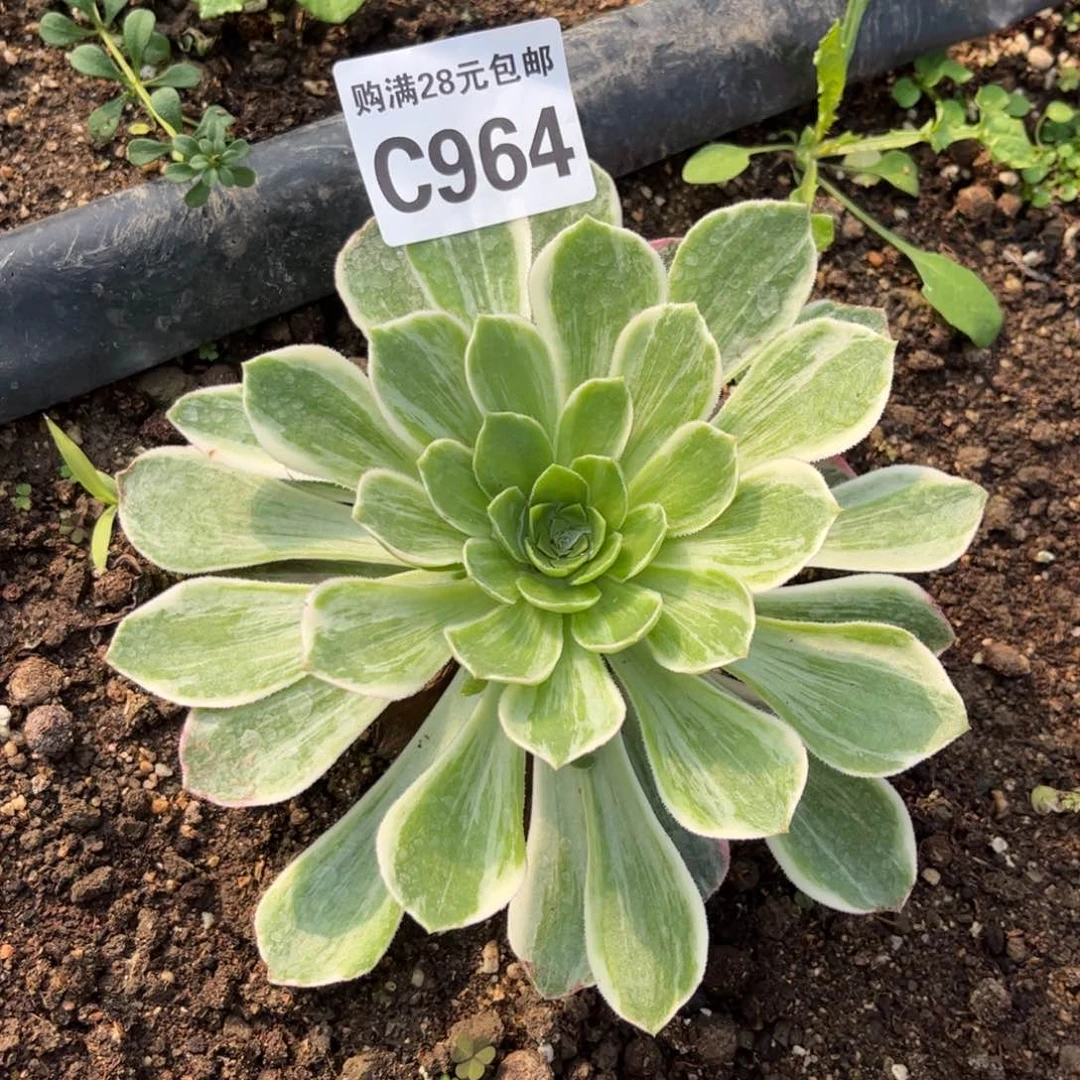 964多肉植物万花筒