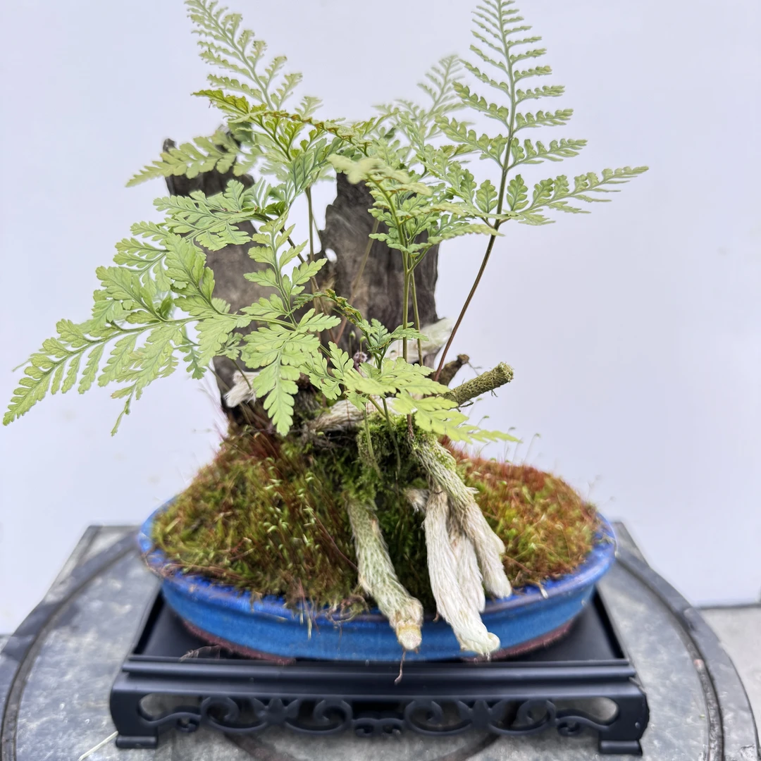 181#Q18室内桌面紫砂盆风化木木狼尾蕨盆景