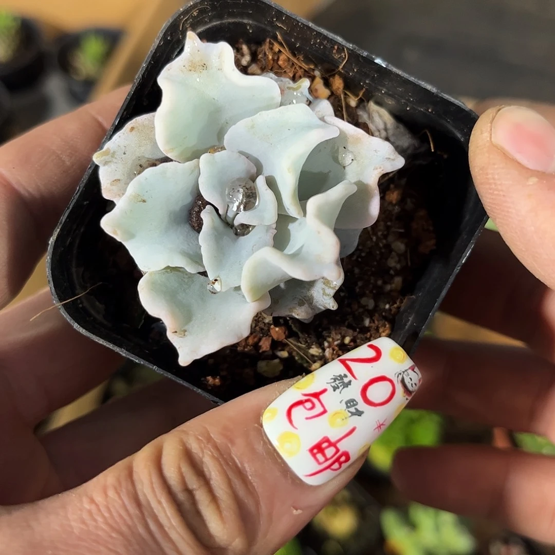 芭蕾舞单头发货有根发货