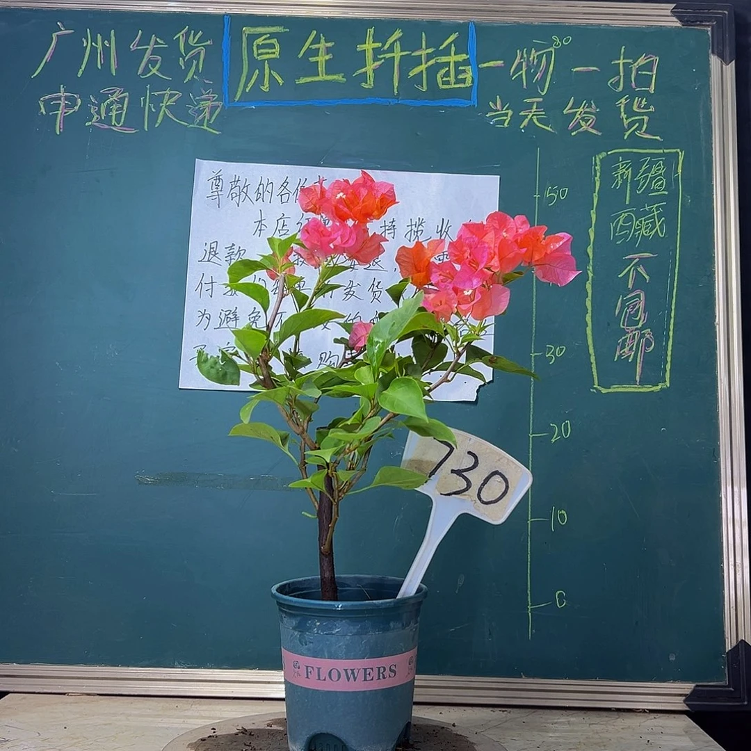 当前无花栽培后可以开花  波伊斯玫瑰  730