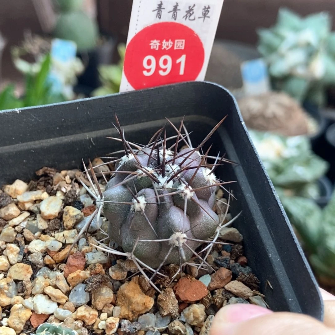 实生狂刺龙爪球2.9cm