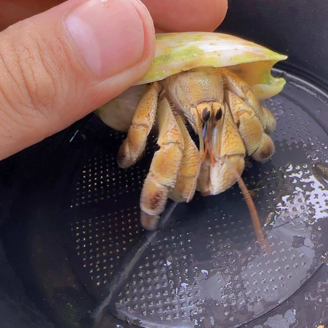 3.2口不理不拉1颗