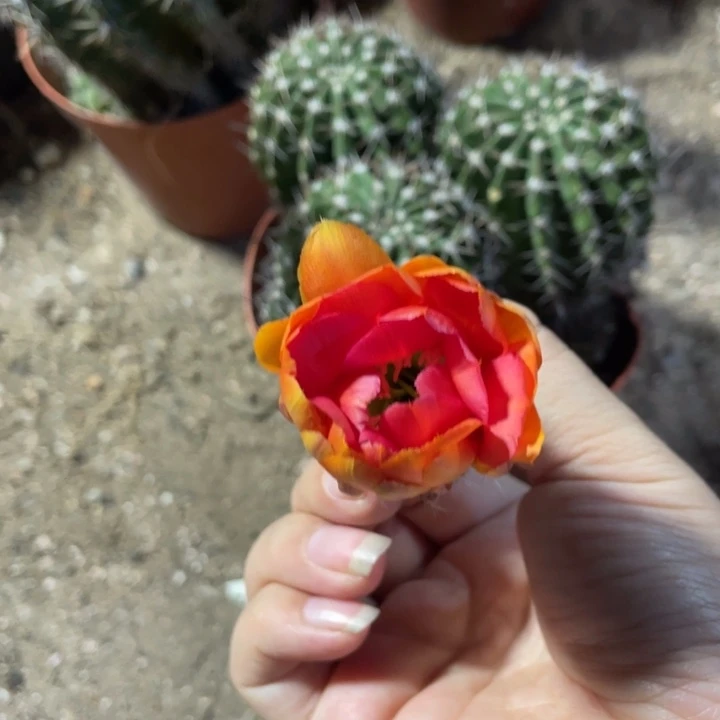 宁***实生彩草摘花脱土