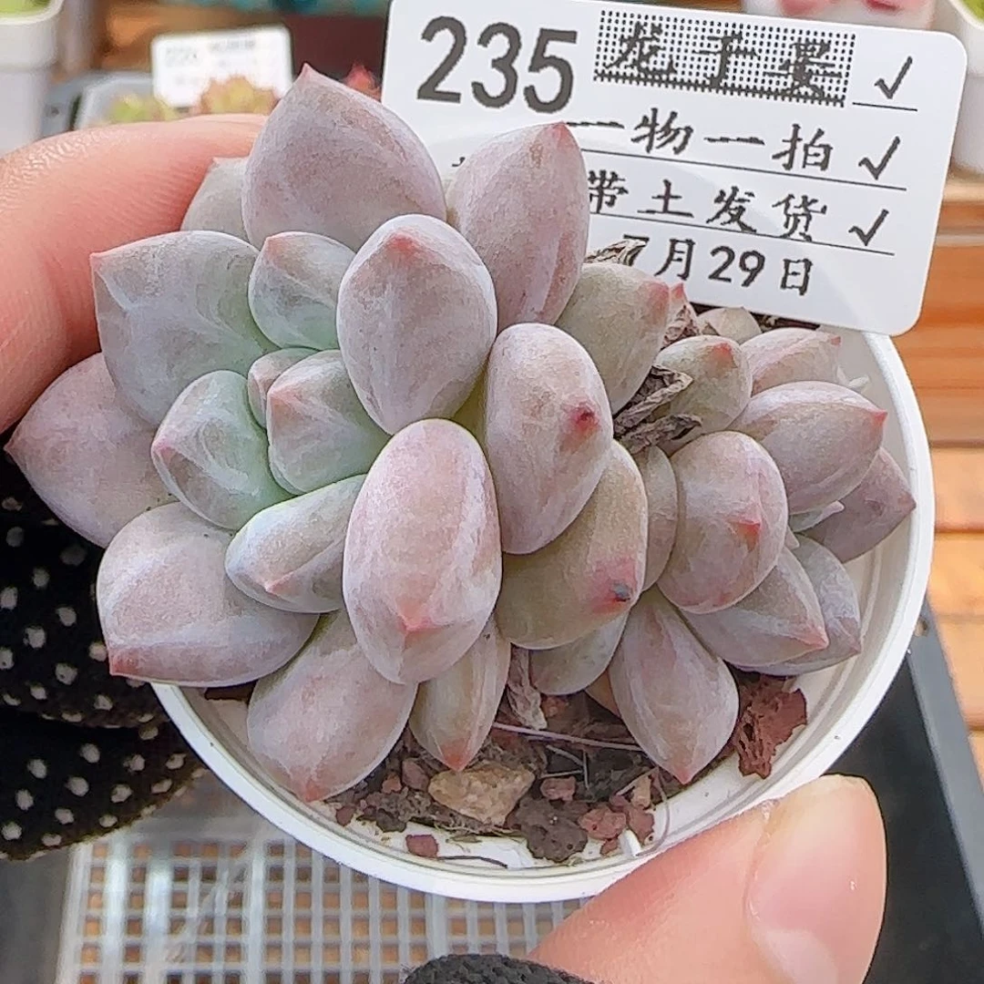 多肉0729-235龙纹麟