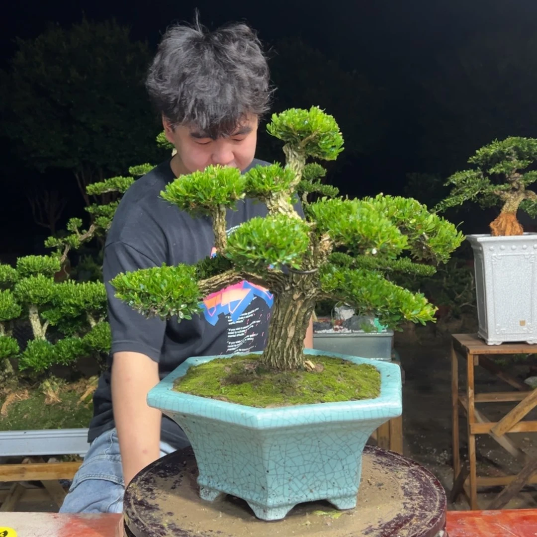 无花朵广东皱皮雀舌黄杨
