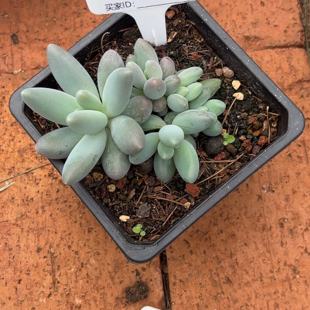 棉***糖企鹅多肉植物582号