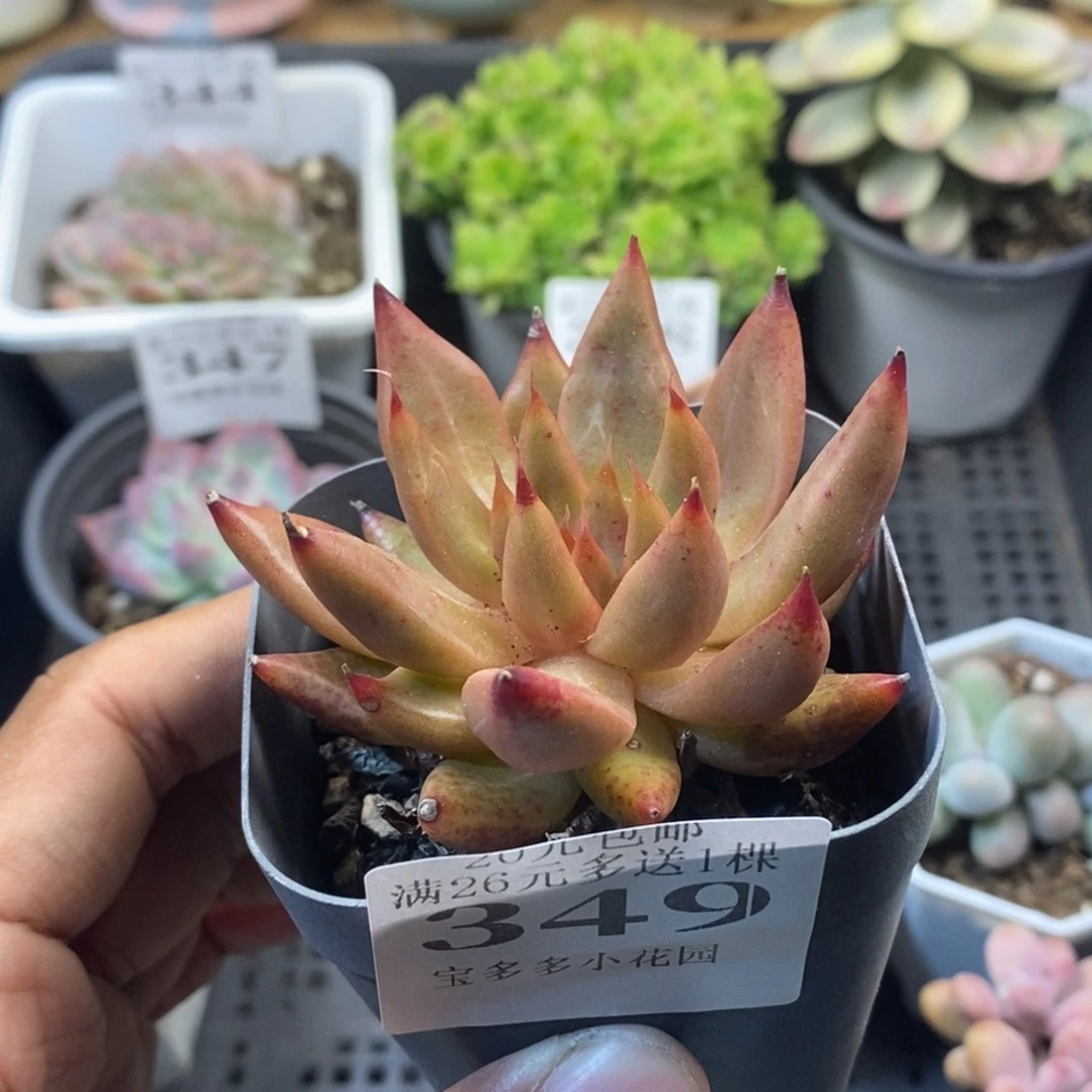 黄灵魂一物一拍满20元包邮满26送一颗