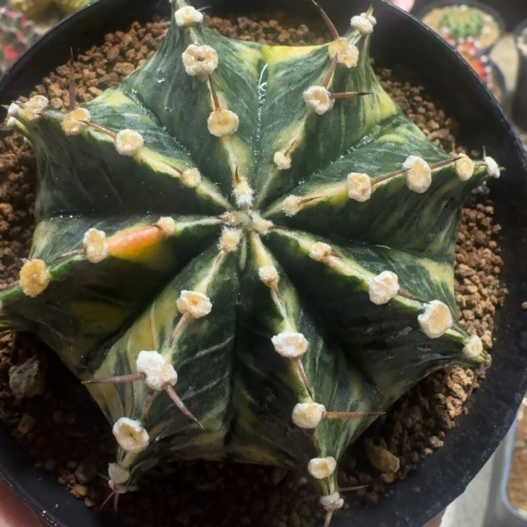 带忧肋骨锦散斑特价16号