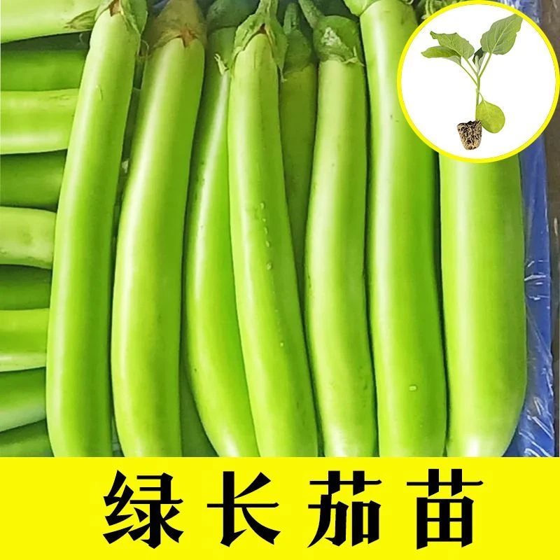 新鲜绿长茄子秧苗带土发货青皮绿色糯米茄子高产抗病种子四季种植